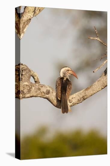 Southern Yellow-Billed Hornbill-Michele Westmorland-Stretched Canvas