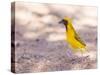 Southern Yellow Masked Weaver, Selective Focus on Eyes-Micha Klootwijk-Stretched Canvas