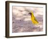Southern Yellow Masked Weaver, Selective Focus on Eyes-Micha Klootwijk-Framed Photographic Print