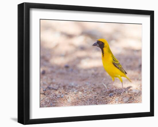 Southern Yellow Masked Weaver, Selective Focus on Eyes-Micha Klootwijk-Framed Photographic Print