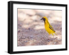 Southern Yellow Masked Weaver, Selective Focus on Eyes-Micha Klootwijk-Framed Photographic Print