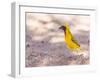 Southern Yellow Masked Weaver, Selective Focus on Eyes-Micha Klootwijk-Framed Photographic Print