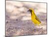 Southern Yellow Masked Weaver, Selective Focus on Eyes-Micha Klootwijk-Mounted Photographic Print