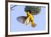 Southern Yellow Masked Weaver-Micha Klootwijk-Framed Photographic Print