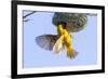 Southern Yellow Masked Weaver-Micha Klootwijk-Framed Photographic Print