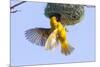 Southern Yellow Masked Weaver-Micha Klootwijk-Mounted Photographic Print