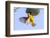 Southern Yellow Masked Weaver-Micha Klootwijk-Framed Photographic Print