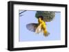 Southern Yellow Masked Weaver-Micha Klootwijk-Framed Photographic Print