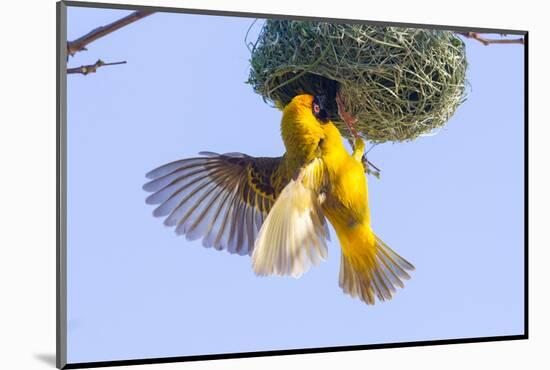 Southern Yellow Masked Weaver-Micha Klootwijk-Mounted Photographic Print