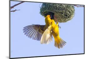 Southern Yellow Masked Weaver-Micha Klootwijk-Mounted Photographic Print