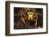 Southern yellowjacket in hibernaculum, Pennsylvania, USA-Doug Wechsler-Framed Photographic Print
