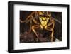 Southern yellowjacket in hibernaculum, Pennsylvania, USA-Doug Wechsler-Framed Photographic Print