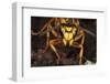 Southern yellowjacket in hibernaculum, Pennsylvania, USA-Doug Wechsler-Framed Photographic Print