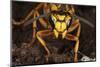 Southern yellowjacket in hibernaculum, Pennsylvania, USA-Doug Wechsler-Mounted Photographic Print