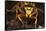 Southern yellowjacket in hibernaculum, Pennsylvania, USA-Doug Wechsler-Framed Stretched Canvas