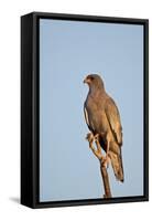 Southernpale Chanting Goshawk (Melierax Canorus)-James Hager-Framed Stretched Canvas