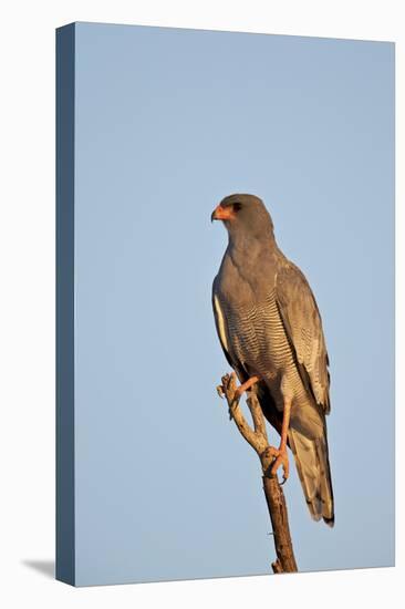 Southernpale Chanting Goshawk (Melierax Canorus)-James Hager-Stretched Canvas