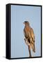 Southernpale Chanting Goshawk (Melierax Canorus)-James Hager-Framed Stretched Canvas