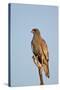 Southernpale Chanting Goshawk (Melierax Canorus)-James Hager-Stretched Canvas