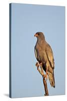 Southernpale Chanting Goshawk (Melierax Canorus)-James Hager-Stretched Canvas