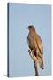 Southernpale Chanting Goshawk (Melierax Canorus)-James Hager-Stretched Canvas