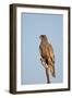 Southernpale Chanting Goshawk (Melierax Canorus)-James Hager-Framed Photographic Print