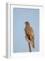 Southernpale Chanting Goshawk (Melierax Canorus)-James Hager-Framed Photographic Print