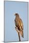 Southernpale Chanting Goshawk (Melierax Canorus)-James Hager-Mounted Photographic Print