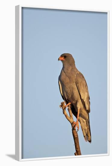 Southernpale Chanting Goshawk (Melierax Canorus)-James Hager-Framed Photographic Print