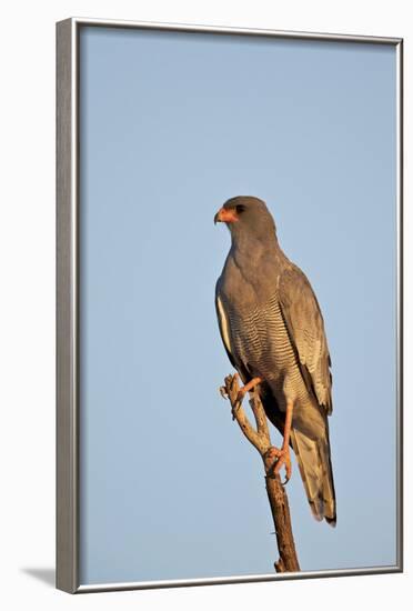 Southernpale Chanting Goshawk (Melierax Canorus)-James Hager-Framed Photographic Print