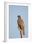 Southernpale Chanting Goshawk (Melierax Canorus)-James Hager-Framed Photographic Print