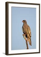 Southernpale Chanting Goshawk (Melierax Canorus)-James Hager-Framed Photographic Print