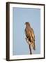 Southernpale Chanting Goshawk (Melierax Canorus)-James Hager-Framed Photographic Print