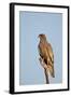 Southernpale Chanting Goshawk (Melierax Canorus)-James Hager-Framed Photographic Print