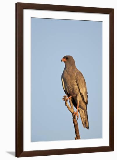 Southernpale Chanting Goshawk (Melierax Canorus)-James Hager-Framed Photographic Print