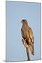 Southernpale Chanting Goshawk (Melierax Canorus)-James Hager-Mounted Photographic Print