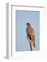 Southernpale Chanting Goshawk (Melierax Canorus)-James Hager-Framed Photographic Print