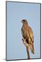 Southernpale Chanting Goshawk (Melierax Canorus)-James Hager-Mounted Photographic Print