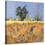 Southolt Corn Field-Christine McKechnie-Stretched Canvas