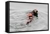 Southrn Sea Otter-Hal Beral-Framed Stretched Canvas