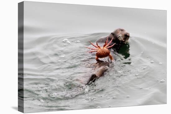 Southrn Sea Otter-Hal Beral-Stretched Canvas