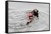 Southrn Sea Otter-Hal Beral-Framed Stretched Canvas