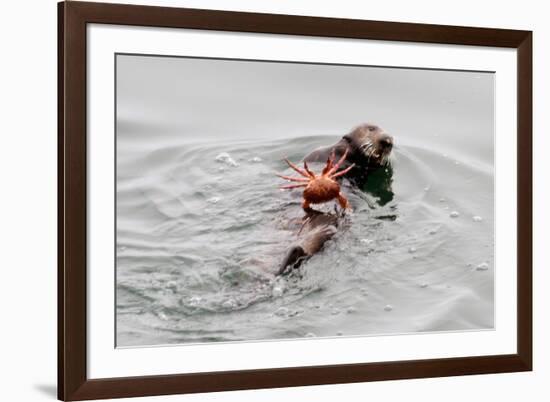 Southrn Sea Otter-Hal Beral-Framed Photographic Print