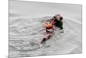 Southrn Sea Otter-Hal Beral-Mounted Photographic Print