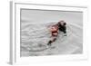 Southrn Sea Otter-Hal Beral-Framed Photographic Print