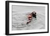 Southrn Sea Otter-Hal Beral-Framed Photographic Print