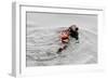 Southrn Sea Otter-Hal Beral-Framed Photographic Print