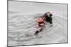 Southrn Sea Otter-Hal Beral-Mounted Photographic Print