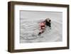 Southrn Sea Otter-Hal Beral-Framed Photographic Print