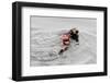 Southrn Sea Otter-Hal Beral-Framed Photographic Print